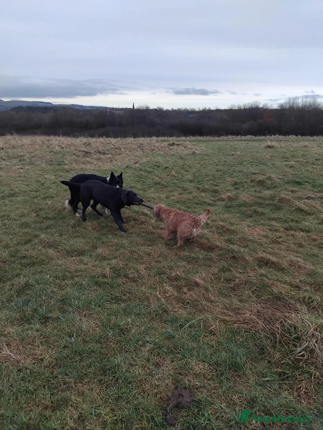 Labrador Retriever dogs for stud: Lunannas achilles in Burnley - Advert 2