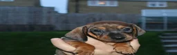 Dachshund dogs for sale: 7 dachshund pups for sale in Bradford - Advert 30
