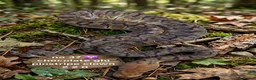 Python Snake reptiles for sale:  Various ball pythons  - Advert 6