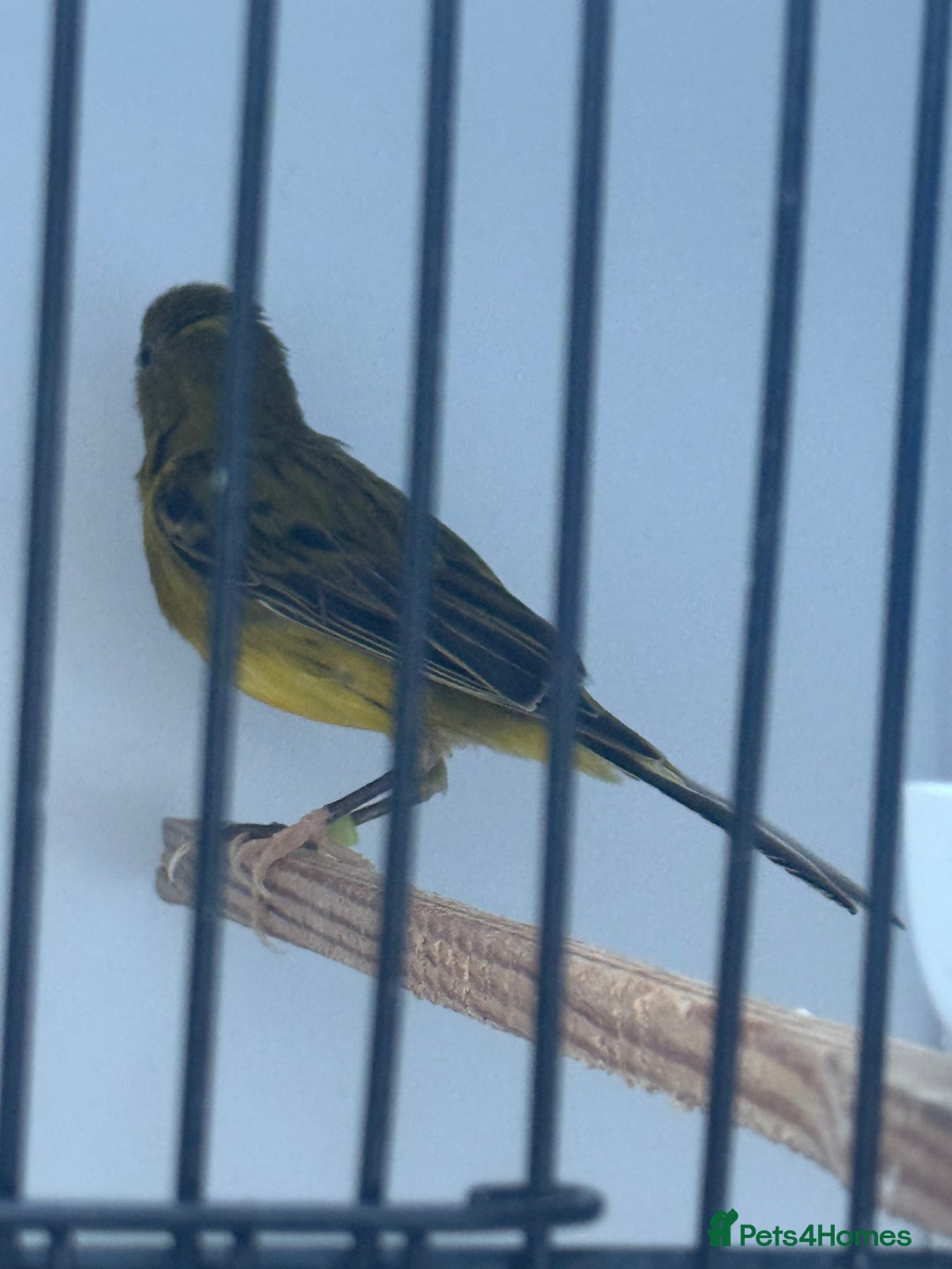 Canaries birds for sale: Raza canaries  - Image 4