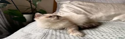 Ragdoll cats for sale: Beautiful, Adorable & Friendly Ragdoll Kitten  - Advert 3
