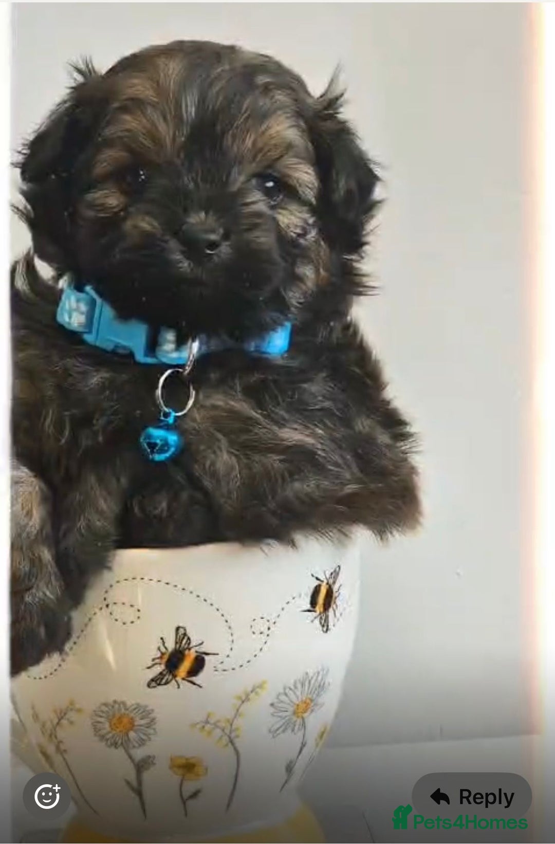 Pomapoo dogs for sale: Pomapoo male - Advert 5