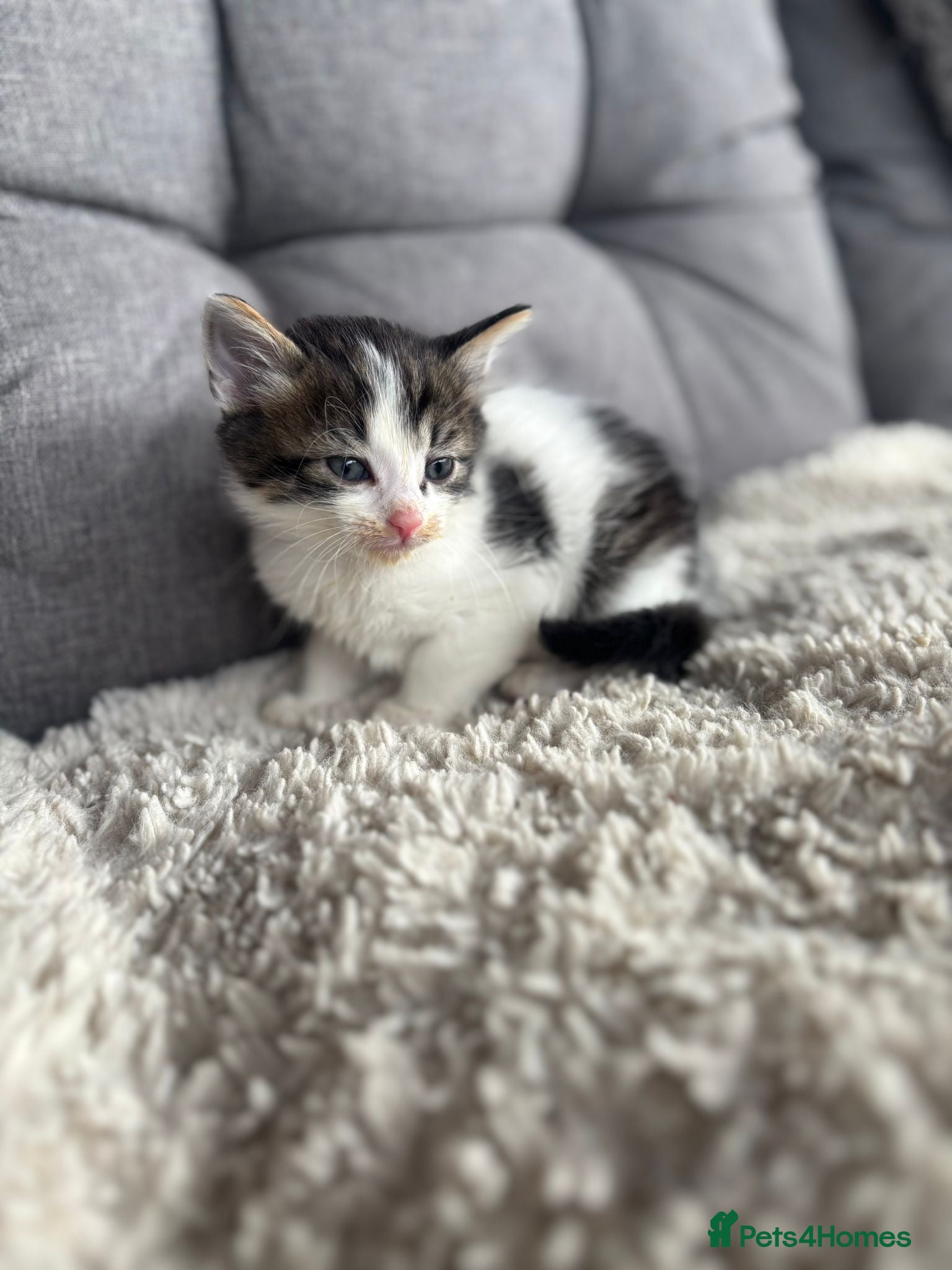 Mixed Breed cats for sale: BEAUTIFUL KITTENS FOR SALE!💕 in Sandbach - Advert 8