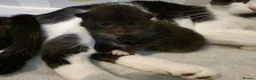 British Shorthair cats for sale: 5 beautiful kittens distinctive markings - Advert 3