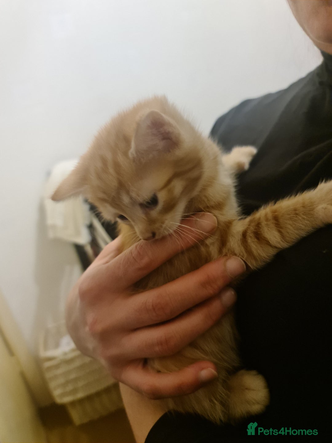 Mixed Breed cats for sale: A Beautiful male ginger kitten looking for a home! - Advert 4
