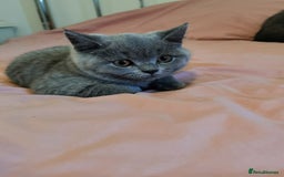 British Shorthair cats for sale: REDUCED LAST 4 REMAINING! TICA BRITISH SHORTHAIRS - Image 27