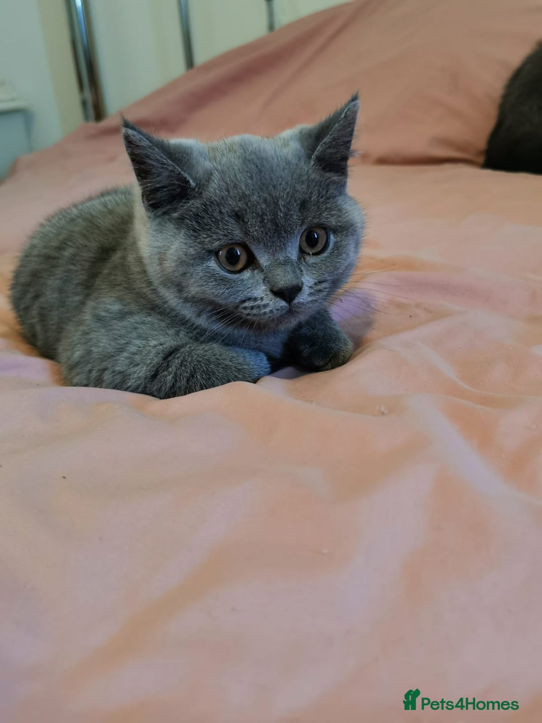 British Shorthair cats for sale: REDUCED LAST 4 REMAINING! TICA BRITISH SHORTHAIRS - Image 27