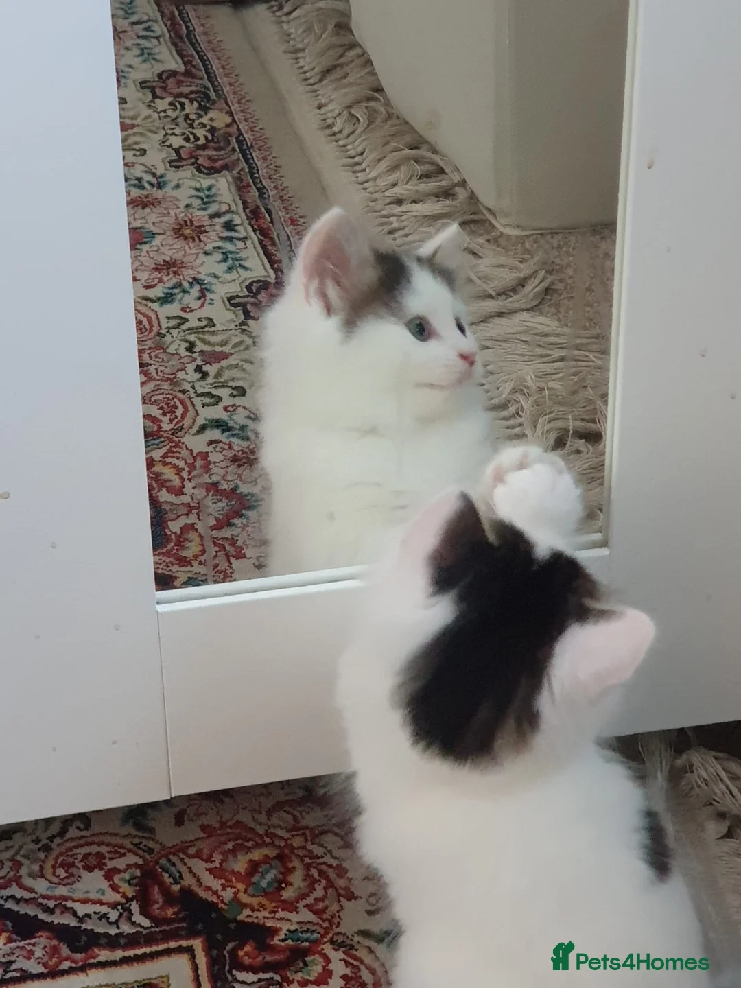 Mixed Breed cats for sale: Cute little boy  - Advert 10