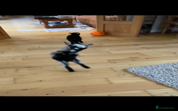 Goats livestock for sale: GORGEOUS NEW BORN BABIES AND FRIENDLY PET WETHERS  - Image 3