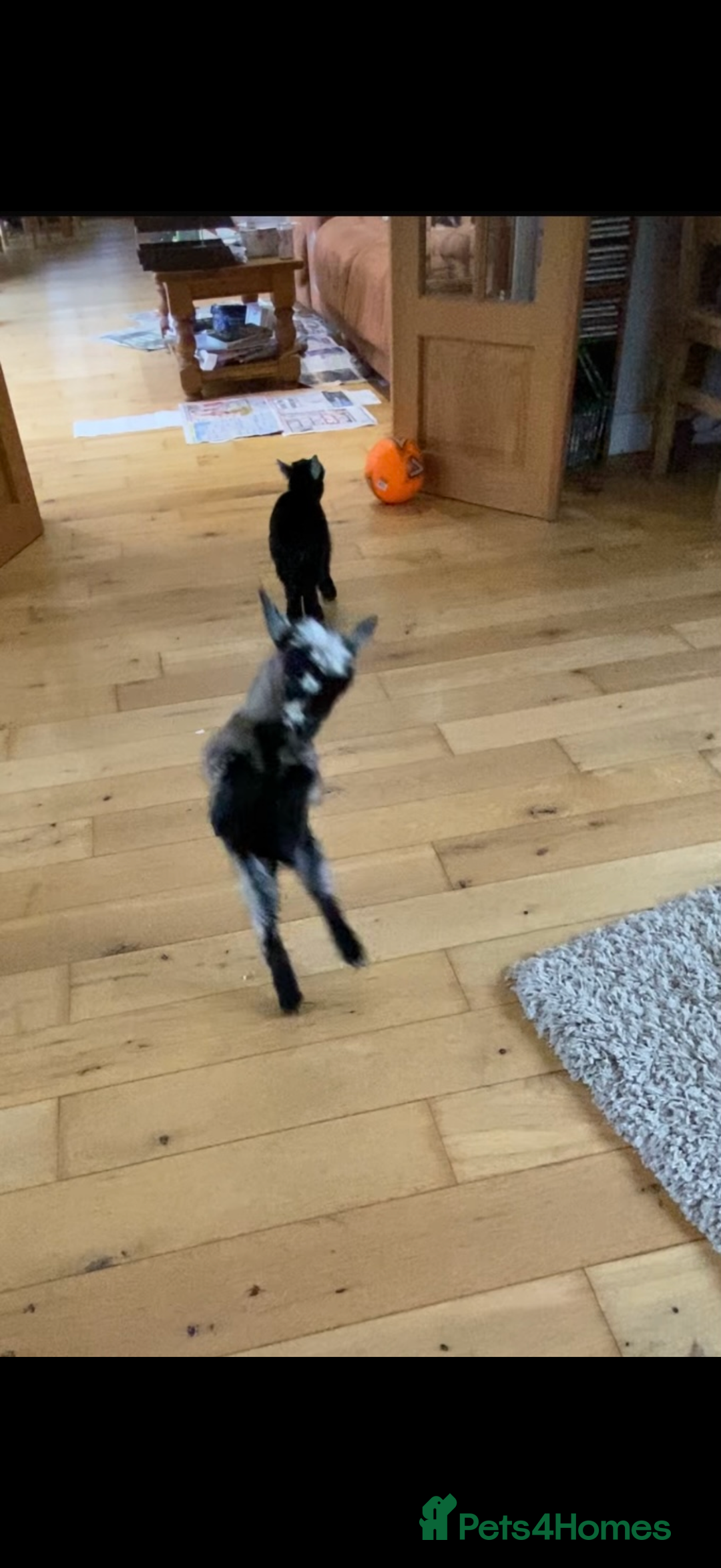 Goats livestock for sale: GORGEOUS NEW BORN BABIES AND FRIENDLY PET WETHERS  - Image 3