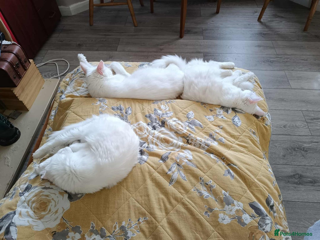 Turkish Angora cats for sale: Turkish Angora girls - Image 10