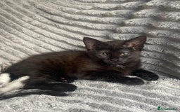 Mixed Breed cats for sale: Playful female kitten looking for permanent home - Image 5