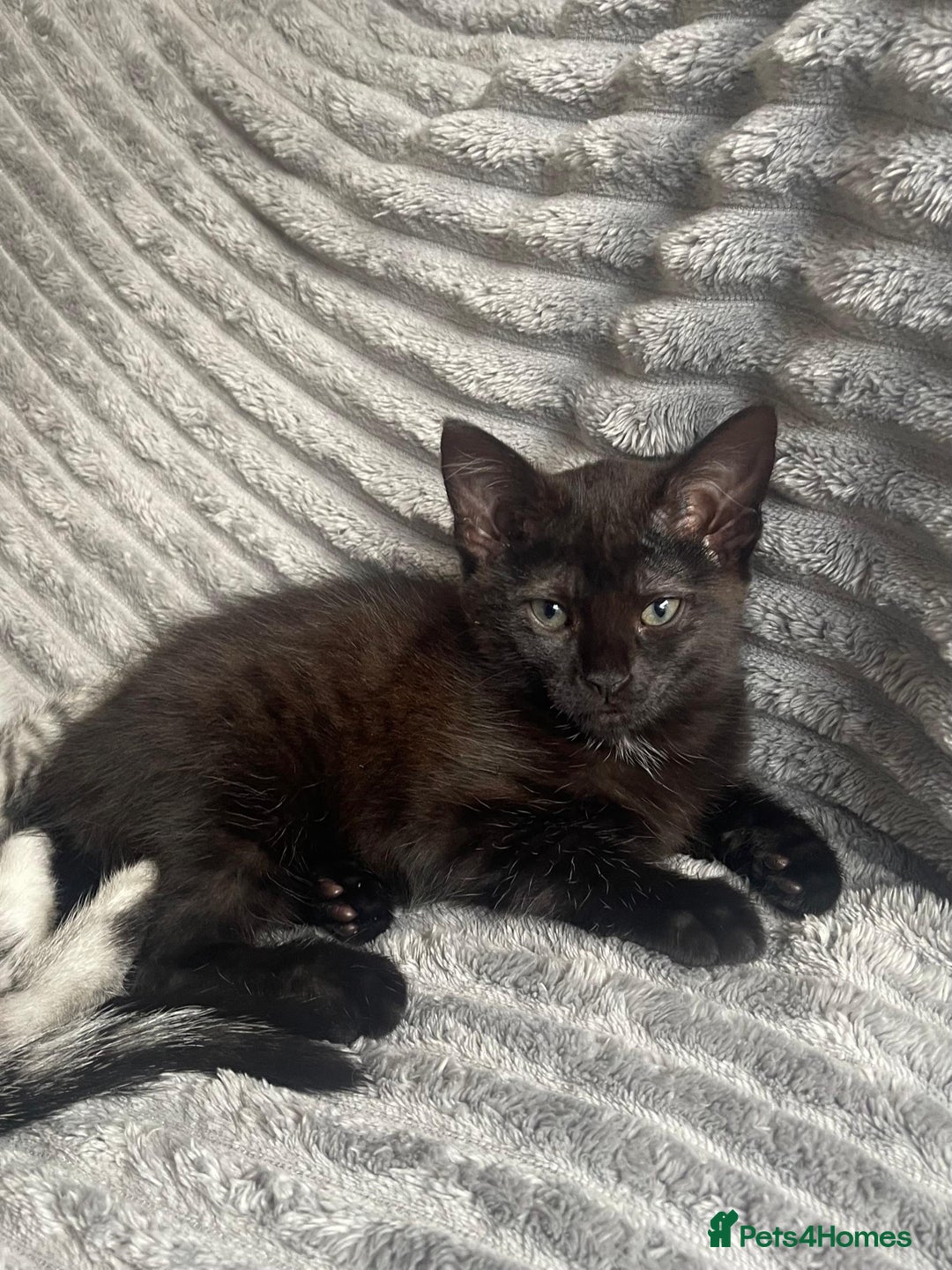Mixed Breed cats for sale: Playful female kitten looking for permanent home - Image 5