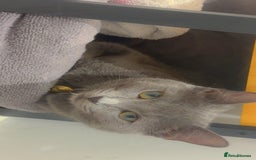 Domestic Shorthair cats for sale: Aurora blue domestic short hair  - Image 5