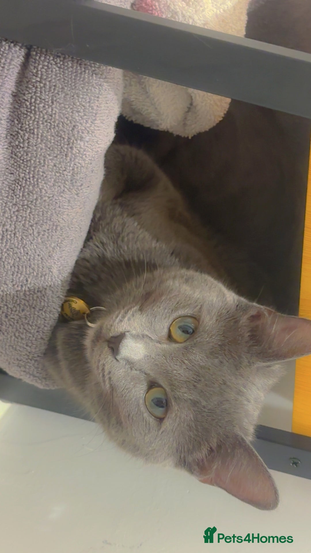 Domestic Shorthair cats for sale: Aurora blue domestic short hair  - Image 5