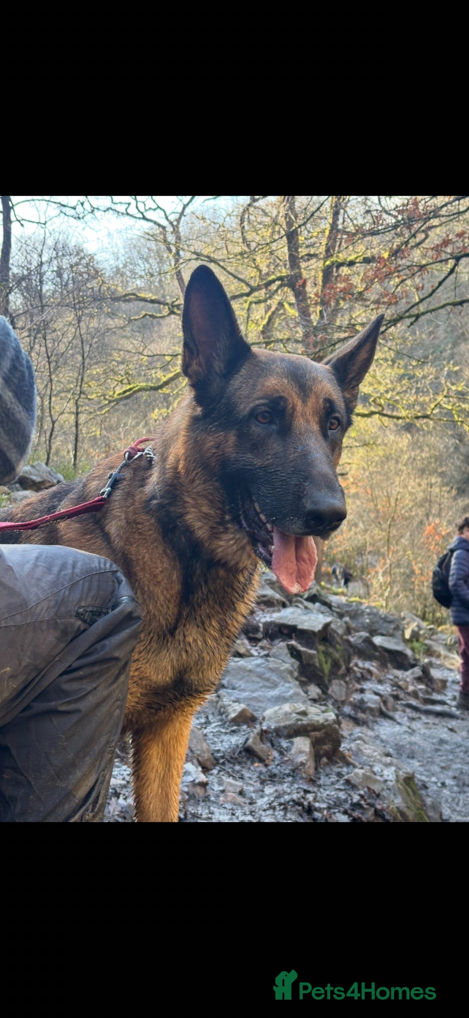 Mixed Breed dogs My beautiful Hades  - Advert 1