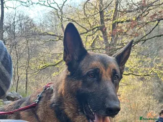 Mixed Breed dogs My beautiful Hades - Advert 1