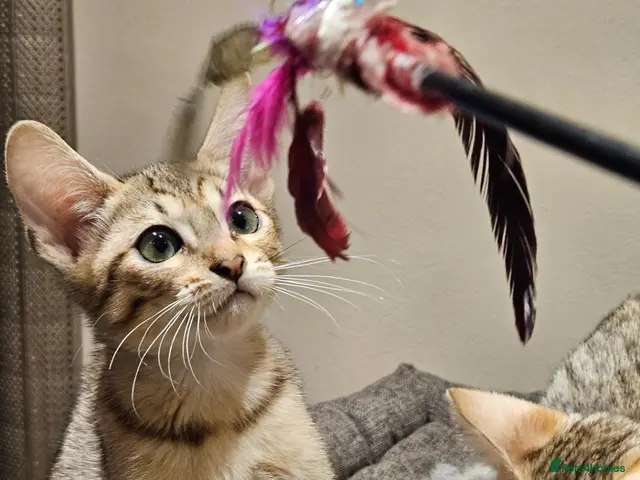 Savannah cats for sale: Stunning F5 SBT Savannah Kittens - Advert 1