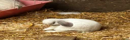 Mixed Breed rabbits for sale: Plush lops - Advert 4