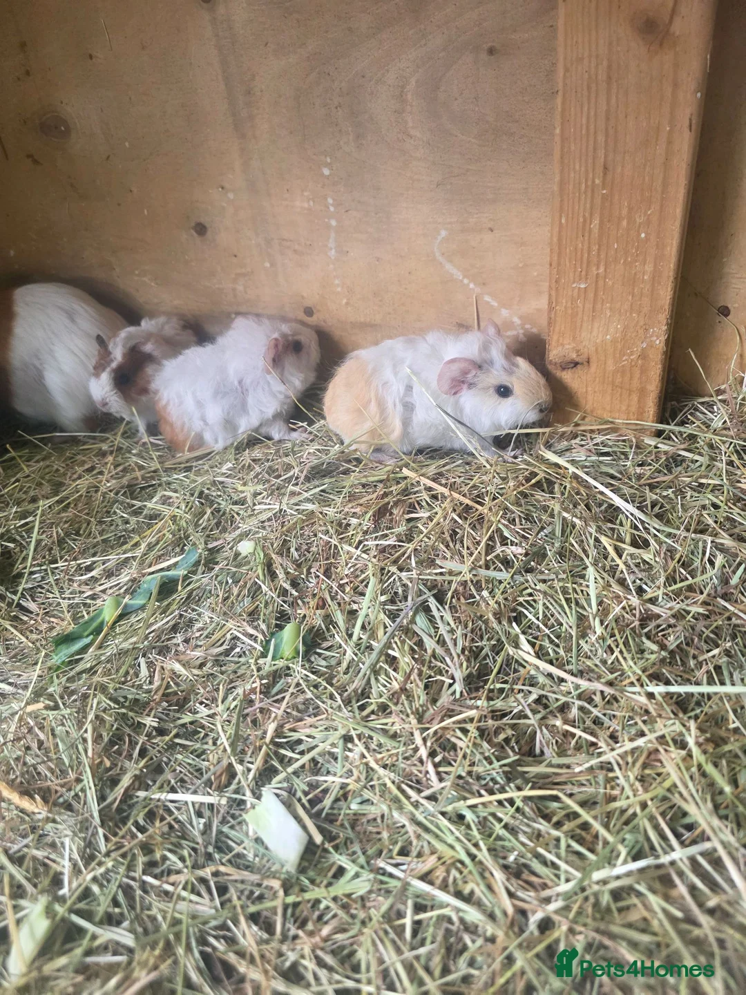 Guinea Pig rodents for sale: Male Guinea pigs - Advert 1