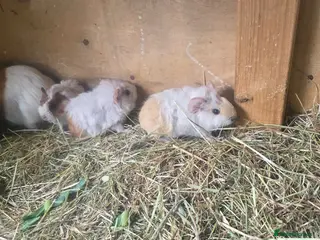 Guinea Pig rodents Male Guinea pigs - Advert 4