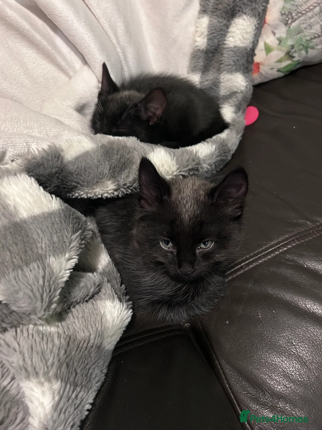 Mixed Breed cats for sale: 2 male kittens - Advert 5