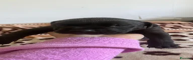 Male 4 