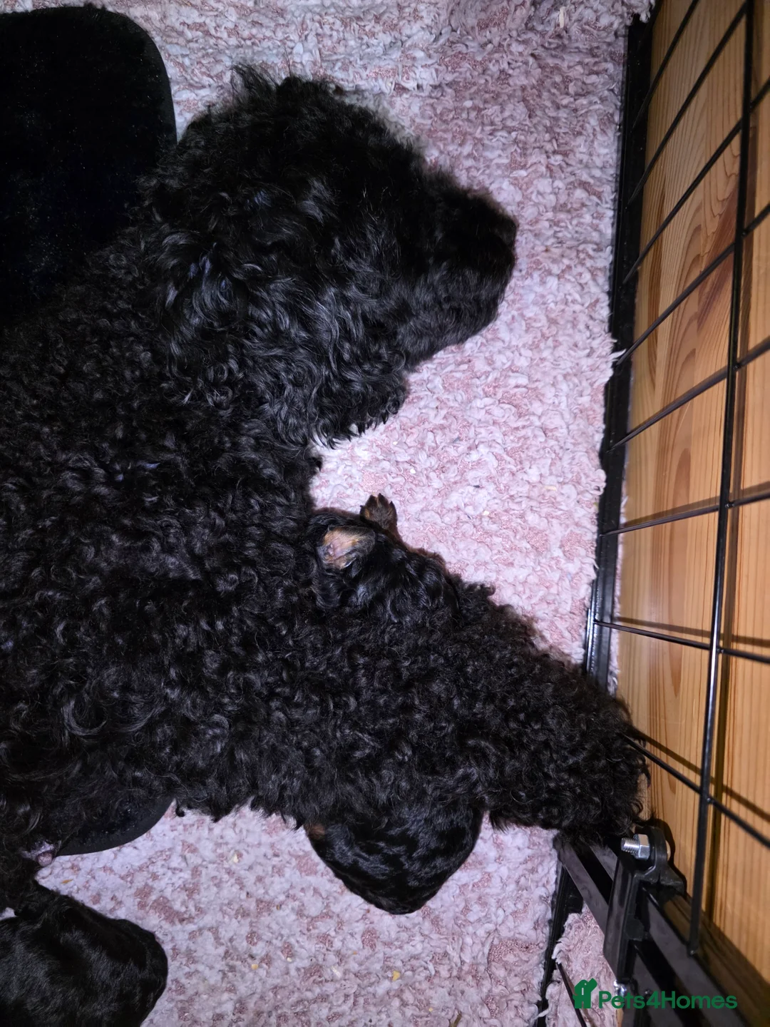 Mixed Breed dogs for sale: Hybrid miniture/toy poodle  - Advert 2