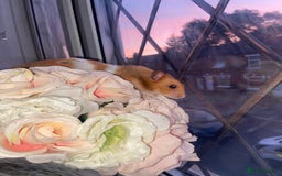 Hamster rodents for sale: Syrian hamster - Image 3