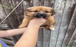 Mixed Breed dogs for sale: Jack Russell cross Pomeranian puppys  - Image 5