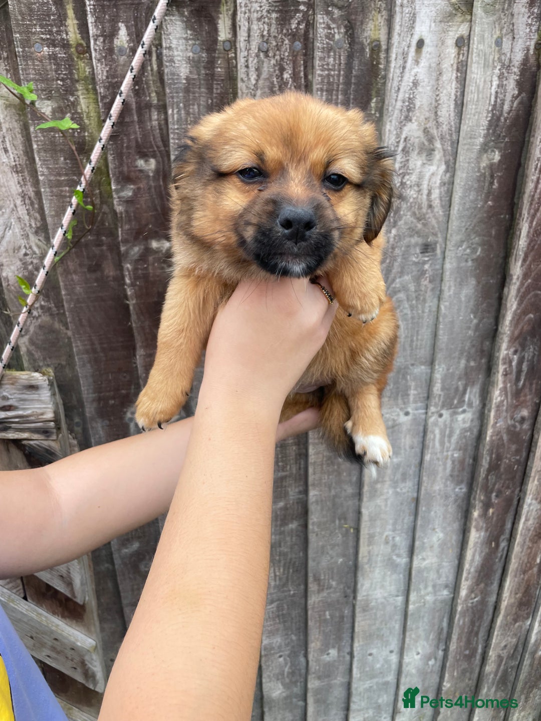 Mixed Breed dogs for sale: Jack Russell cross Pomeranian puppys  - Image 5