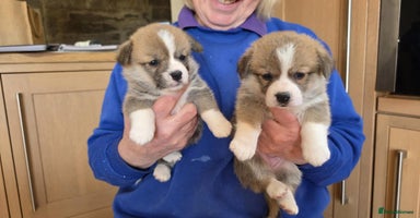 Welsh Corgi Pembroke dogs CORGI PUPPIES , PEMBROKESHIRE  - Advert 11