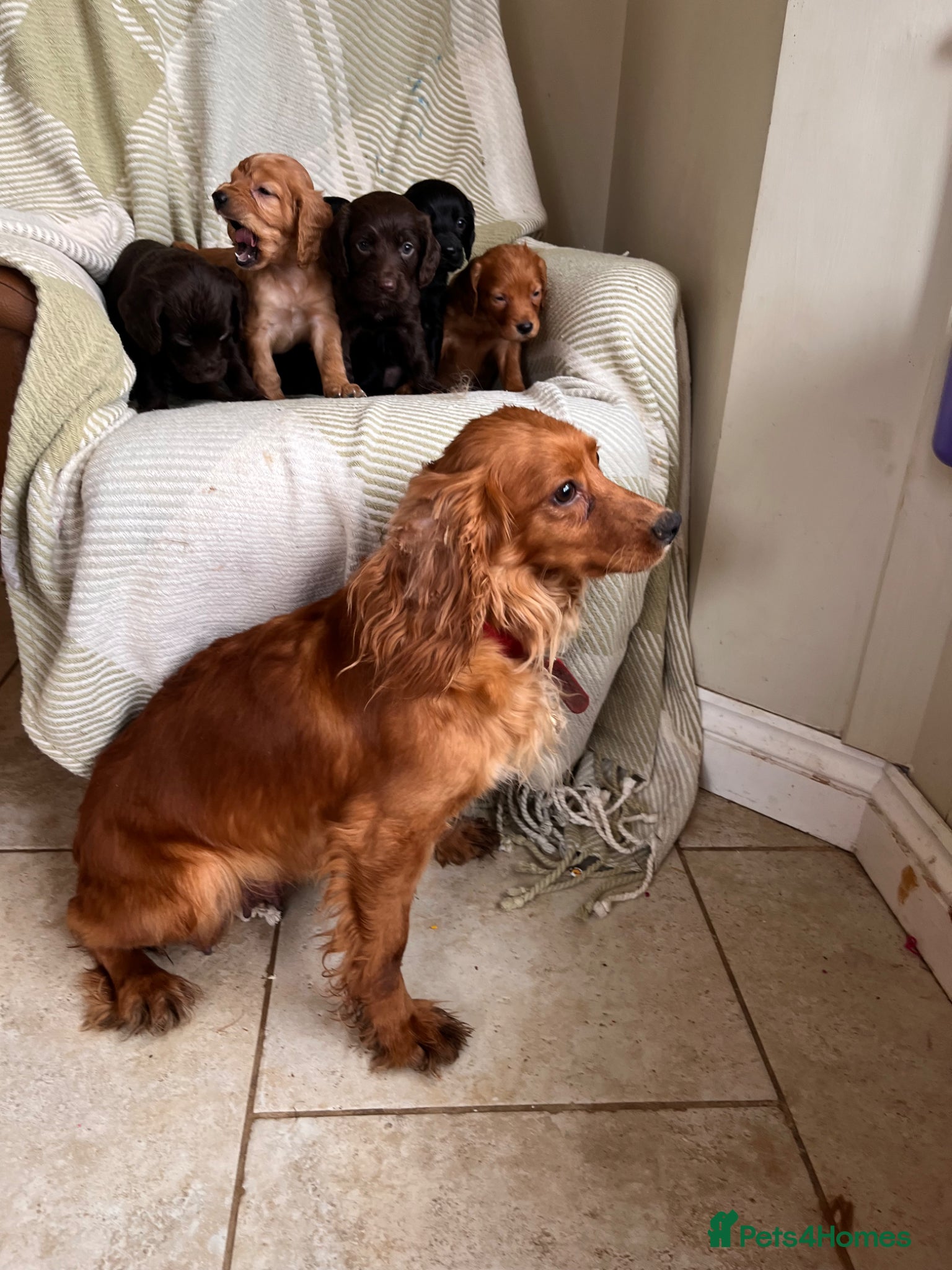 Cocker Spaniel dogs Beautiful Cocker Spaniel Puppies (working type)  - Advert 2