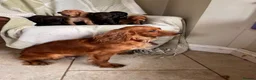 Cocker Spaniel dogs for sale: Beautiful Cocker Spaniel Puppies (working type)  - Advert 2