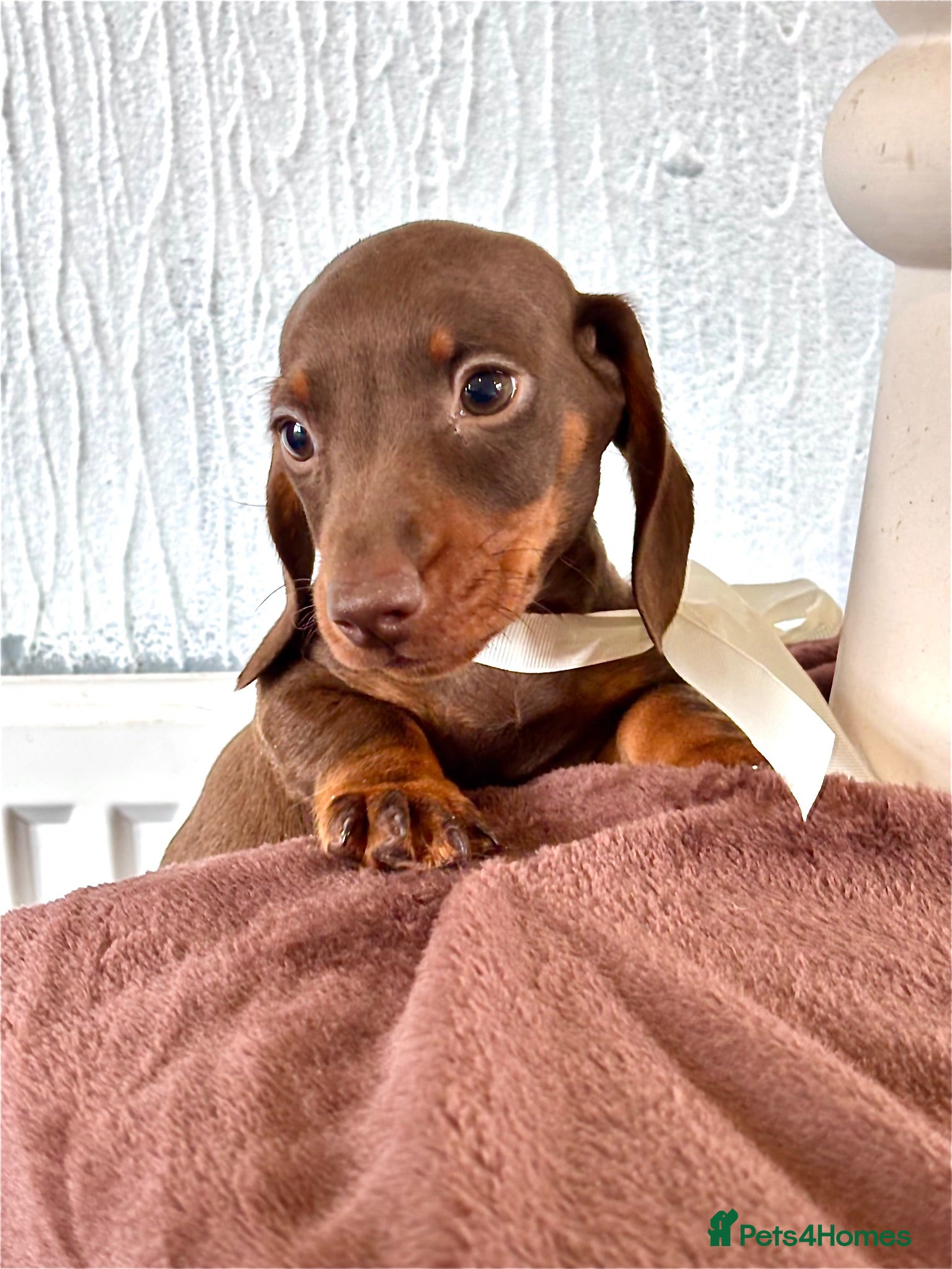 Miniature Dachshund dogs 🐶😍Miniature dachshund Puppies😍🐶 - Advert 5