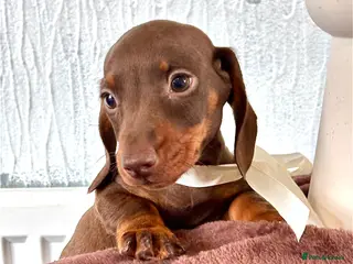 Miniature Dachshund dogs 🐶😍Miniature dachshund Puppies😍🐶 - Advert 5