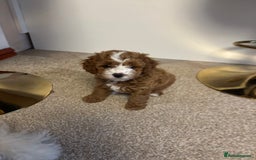 Cavapoo dogs for sale: Mr cavapoo F1B  - Image 5