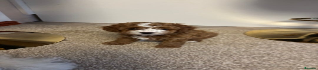 Cavapoo Puppy 1