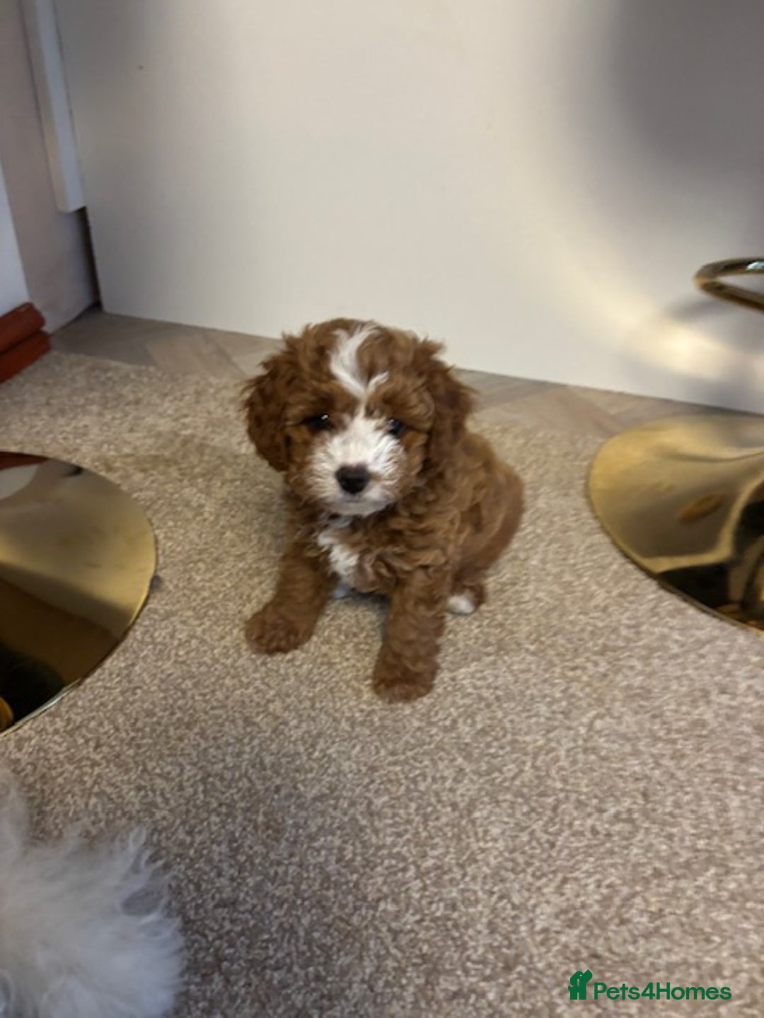 Cavapoo dogs for sale: Mr cavapoo F1B  - Image 5
