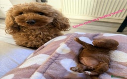 Miniature Poodle dogs for sale: Kc reg mini poodle 5 generation pedigree - Advert 2