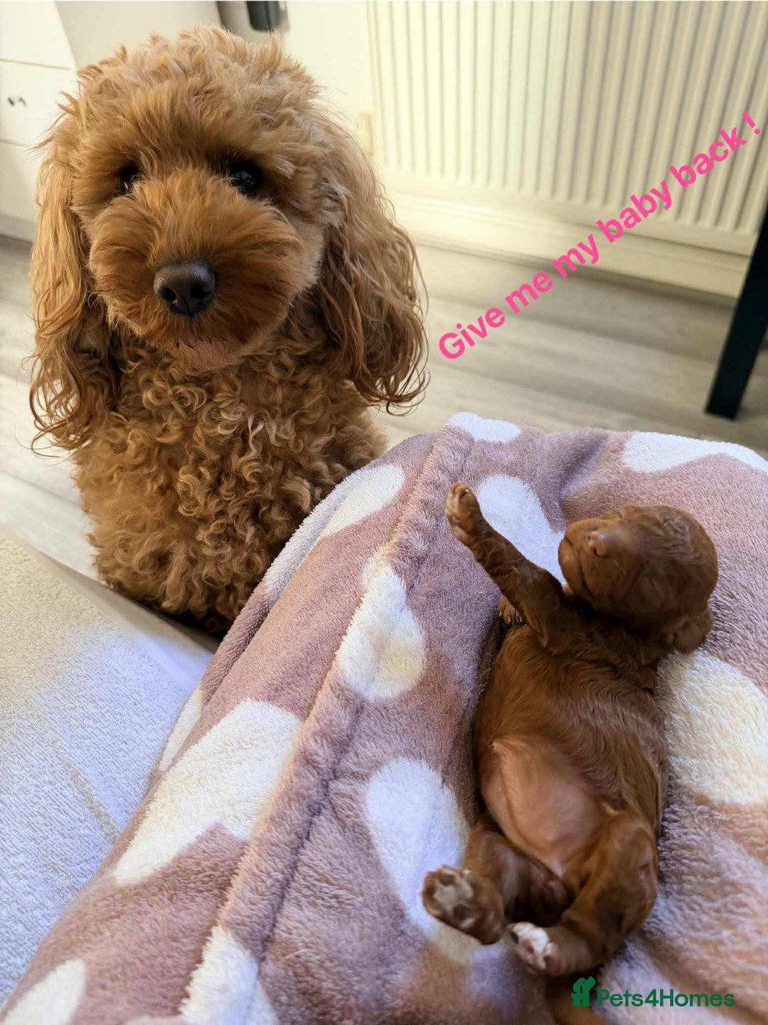 Miniature Poodle dogs for sale: Kc reg mini poodle 5 generation pedigree - Advert 2