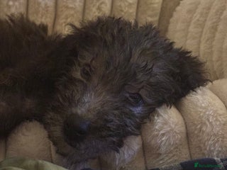 Mixed Breed dogs Bedlington Whippet - Advert 5