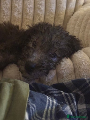 Mixed Breed dogs Bedlington Whippet - Advert 12