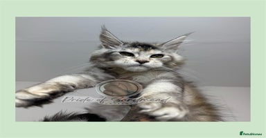 Maine Coon cats - Advert 5