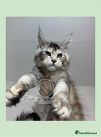 Maine Coon cats - Advert 3