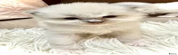 Ragdoll cats for sale: GCCF registered Ragdoll kittens - Advert 6