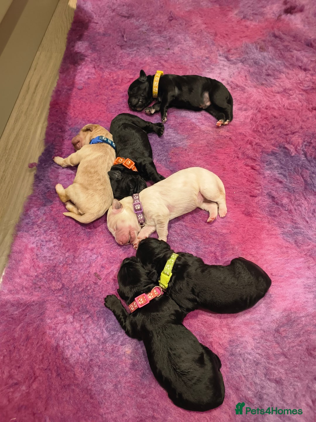 Labradoodle dogs for sale: Australian Labradoodle Puppies - Advert 7