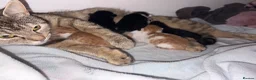 Mixed Breed cats for sale: Beautiful babies  - Advert 1