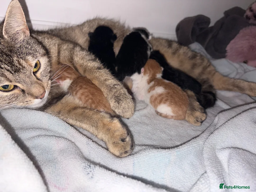 Mixed Breed cats for sale: Beautiful babies  - Advert 1