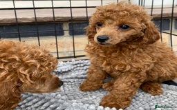 Toy Poodle dogs for sale: Kc toy poodle red boys - Image 2